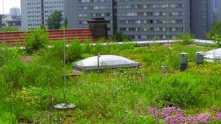 Face aux bouleversements climatiques, dans un cadre urbain dense, quels rôles la végétalisation joue-t-elle ?