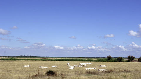 « La décarbonation du secteur de l’élevage ne saurait passer par une réduction de la production sur notre territoire », écrit la FNSEA au sujet de la planification écologique. « La décarbonation du secteur de l’élevage ne saurait passer par une réduction de la production sur notre territoire », écrit la FNSEA au sujet de la planification écologique.