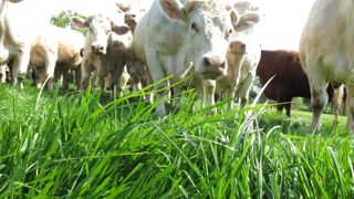 Les abattages de vaches allaitantes enregistrent une chute de 11,5 % en août 2023, par rapport à leur niveau de 2022.