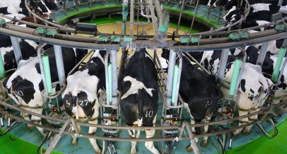 Vaches laitières 