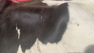 Des coulures de sang sont signes d'une infestation par une filaire, "Parafilaria bovicula", avec ponte et continuité du cycle grâce aux mouches. Des coulures de sang sont signes d'une infestation par une filaire, "Parafilaria bovicula", avec ponte et continuité du cycle grâce aux mouches.