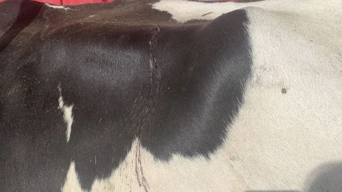 Des coulures de sang sont signes d'une infestation par une filaire, "Parafilaria bovicula", avec ponte et continuité du cycle grâce aux mouches.