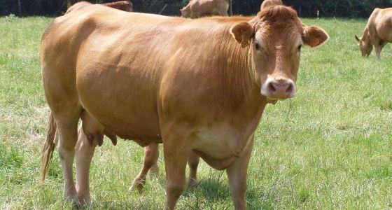 Vache de race limousine