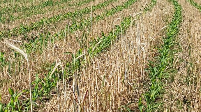 Le maintien des chaumes de seigle dans les interrangs de maïs permet d’éviter le phénomène de faim d’azote lié à l’enfouissement des résidus de culture.