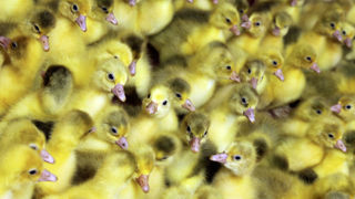 En juillet 2023, les mises en place de canards ont augmenté de 42,4 % sur un an, selon Agreste. En juillet 2023, les mises en place de canards ont augmenté de 42,4 % sur un an, selon Agreste.