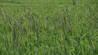 Le ray-grass et le vulpin font partie des adventices favorisées en agriculture de conservation des sols.