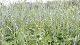 Culture dérobée de seigle et trèfle squarrosum.