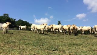 La France recense 453 foyers de maladie hémorragique épizootique (MHE) à la date du 12 octobre 2023.