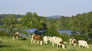 Le PSN mise notamment sur la réduction du plafond d’éligibilité de l’aide couplée bovine et l'implantation de haies pour réduire les émissions de gaz à effet de serre du secteur agricole. Le PSN mise notamment sur la réduction du plafond d’éligibilité de l’aide couplée bovine et l'implantation de haies pour réduire les émissions de gaz à effet de serre du secteur agricole.