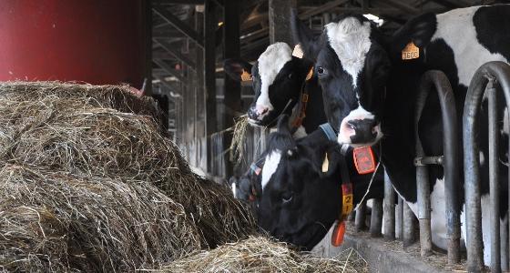 Digestibilité des fibres ruminants