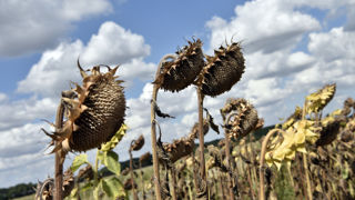 La production mondiale de graines de tournesol est attendue en hausse pour 2023-2024, à environ 56,6 millions de tonnes.