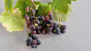 Fragola Nera. Fragola Nera.