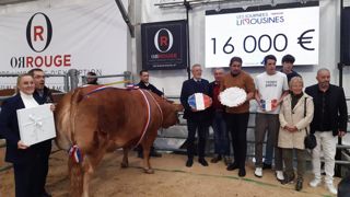 Une génisse du du Gaec Rouvelaud a été vendue à 16 000 euros à une boucherie lors de la vente aux enchères des Journées limousines ce lundi 23 octobre. Une génisse du du Gaec Rouvelaud a été vendue à 16 000 euros à une boucherie lors de la vente aux enchères des Journées limousines ce lundi 23 octobre.