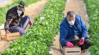 Les premiers indicateurs du recrutement des saisonniers agricoles semblent montrer que le choc de l’année dernière est absorbé même si la situation reste tendue. © Patrick Gardin Les premiers indicateurs du recrutement des saisonniers agricoles semblent montrer que le choc de l’année dernière est absorbé même si la situation reste tendue. © Patrick Gardin