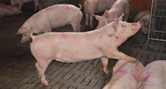 Séquencage du génome du porc