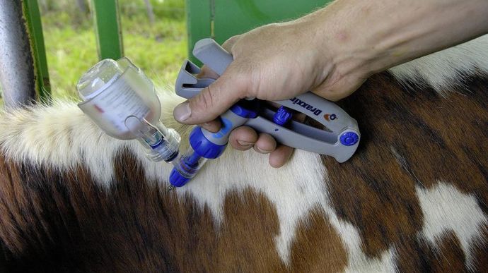 La vaccination est recommandée à l’échelle du troupeau pour limiter l’impact économique en cas de contamination de la FCO.