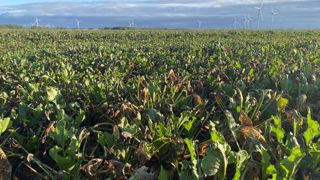 La coopérative propose à ceux qui souhaitent maintenir la betterave des contrats d’apport annuels basés sur la surface de betteraves biologiques de 2023. Ils seront rémunérés sur la base de la betterave conventionnelle pour 2024-2025. La coopérative propose à ceux qui souhaitent maintenir la betterave des contrats d’apport annuels basés sur la surface de betteraves biologiques de 2023. Ils seront rémunérés sur la base de la betterave conventionnelle pour 2024-2025.