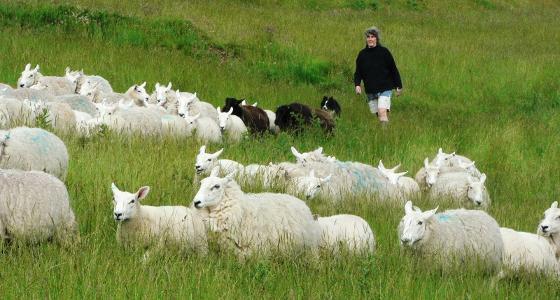 Bergère avec ses moutons.