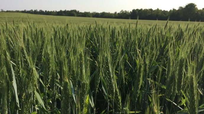 Le bilan provisoire de la récolte 2023 pour la filière CRC annonce une année record, avec 638 000 t, dont 627 000 t de blé tendre.