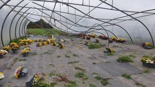 Les structures et couvertures des tunnels et serres multichapelles à parois gonflables ont le plus souffert face aux vents records de ce 2 novembre. Les structures et couvertures des tunnels et serres multichapelles à parois gonflables ont le plus souffert face aux vents records de ce 2 novembre.