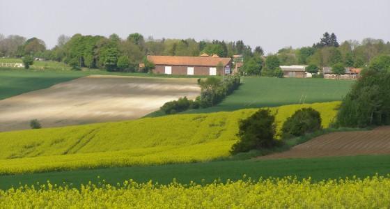 Champs de colza 