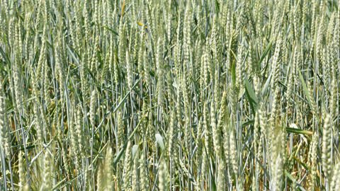 En complétant ses programmes de sélection de blé existants, RAGT Semences confirme son ambition en Australie, pays qui compte 13 millions d’hectares de blé.