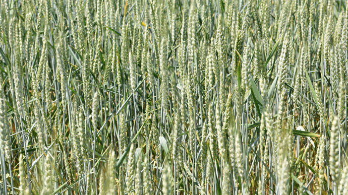 En complétant ses programmes de sélection de blé existants, RAGT Semences confirme son ambition en Australie, pays qui compte 13 millions d’hectares de blé.