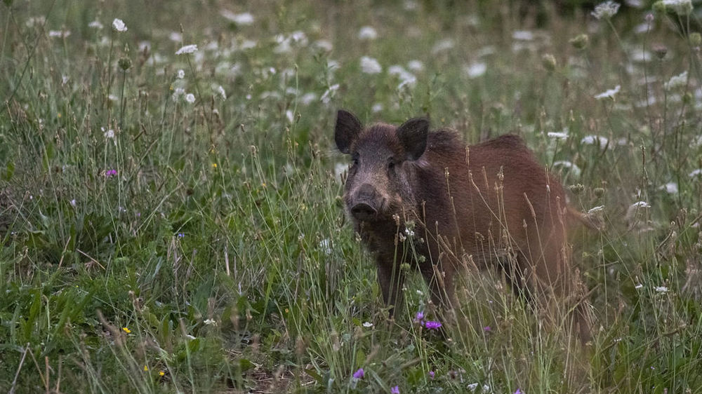 La chasse aux sangliers n'est pas assez efficace pour enrayer la propagation.