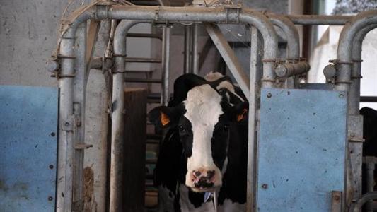 Porte de trie pour vaches laitières
