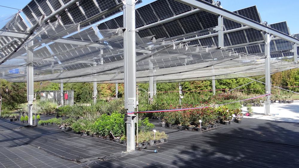 A l’exploitation du lycée de Dardilly, cinq cents panneaux photovoltaïques mobiles ont été installés début 2023, à six mètres au-dessus d’une parcelle de pépinière hors sol et de deux parcelles de petits fruits (framboises hors sol et fraises pleine terre bio).