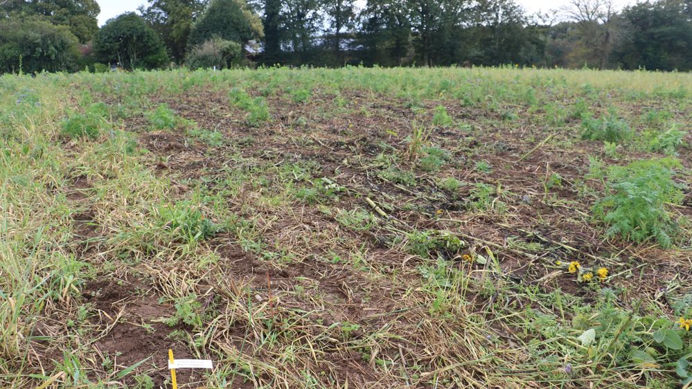 Sans glyphosate, le semis direct sera dans une impasse en Bretagne