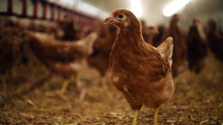 Depuis le premier plan Ecoantibio de 2011, « l’exposition aux antibiotiques a diminué pour toutes les espèces productrices de denrées alimentaires », souligne l'Anses. Depuis le premier plan Ecoantibio de 2011, « l’exposition aux antibiotiques a diminué pour toutes les espèces productrices de denrées alimentaires », souligne l'Anses.
