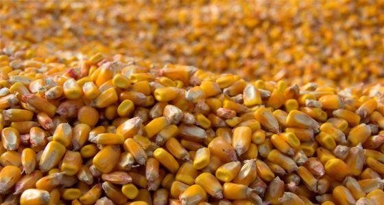 Ragt Semences étoffe également sa gamme de variétés Duo System avec trois nouveaux hybrides résistants au Stratos Ultra de Basf Agro, en C2 Alexxandra Duo, en D Bergxxon Duo et CarmiDuo.