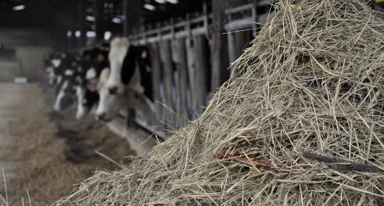 Vaches laitière foin herbe maïs ensilage