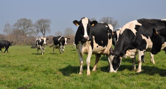 directive nitrates