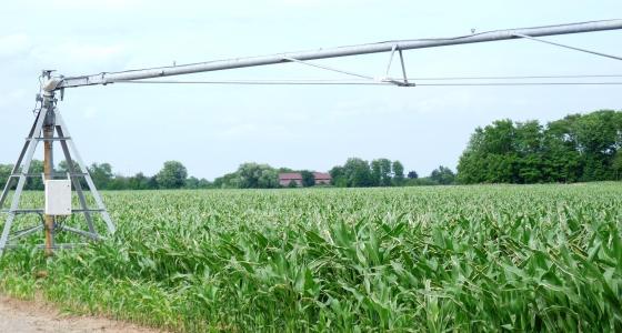 Le rendement à l’hectare reste le meilleur atout de la compétitivité des maïs français alors que l'accès à l'eau peut être un frein.