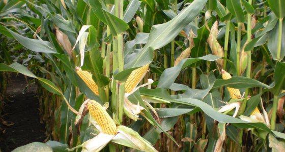 Il semble dorénavant pertinent de raisonner son choix de variété de maïs comme un investissement qui aura des conséquences sur la rentabilité de sa production et de son exploitation.