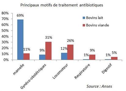 motifs de traitement antibiotiques élevages bovins lait et viande