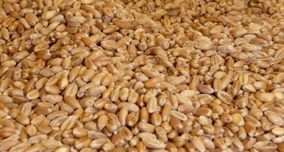 Grains de blé