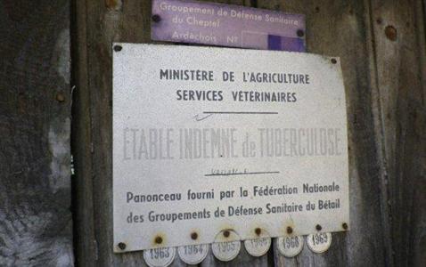 Tuberculose bovine