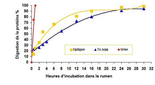 Dégradation de l'azote dans le rumen