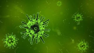 Le virus H1N2 est un des principaux sous-types de virus de la grippe porcine chez les porcs. Le virus H1N2 est un des principaux sous-types de virus de la grippe porcine chez les porcs.