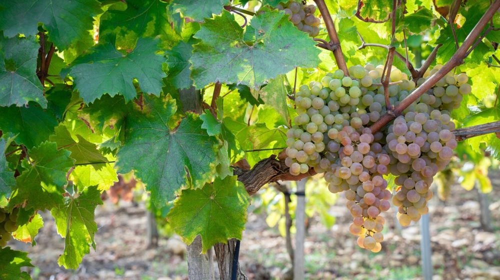 Vign'Happy entrera dans l'offre de Verdia à l'automne 2024.