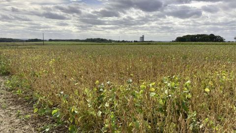 Le développement de nouvelles cultures comme le soja est une des pistes travaillées par Vivescia pour s’adapter au changement climatique et réduire les émissions de GES.