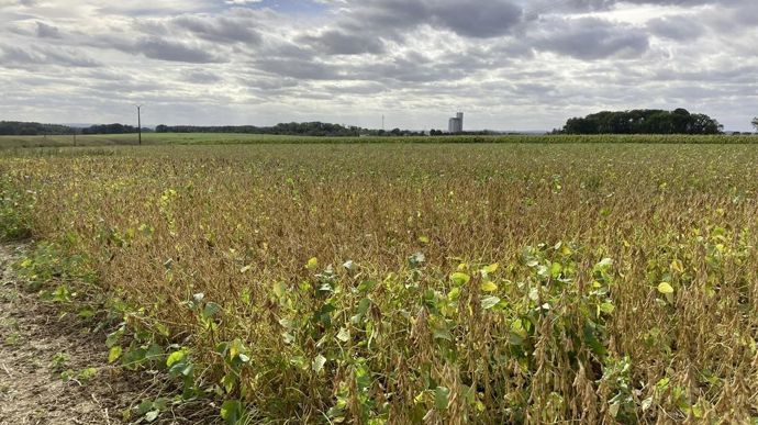 Le développement de nouvelles cultures comme le soja est une des pistes travaillées par Vivescia pour s’adapter au changement climatique et réduire les émissions de GES.