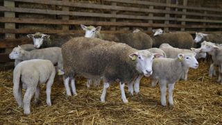 Entre octobre 2022 et octobre 2023, le prix des aliments pour ovins ont reculé de 9,5 %.