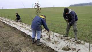 Le conseil de plantation se fait avant l’été pour établir le calendrier des travaux et commander les plants en pépinière et être certain de les avoir à temps. Le conseil de plantation se fait avant l’été pour établir le calendrier des travaux et commander les plants en pépinière et être certain de les avoir à temps.