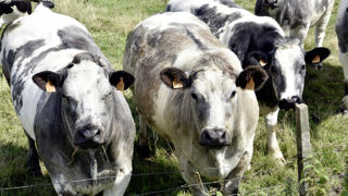 Les troupeaux laitiers et à viande subissent entre autres les conséquences de la baisse de la consommation et de leur faible rentabilité. Les troupeaux laitiers et à viande subissent entre autres les conséquences de la baisse de la consommation et de leur faible rentabilité.