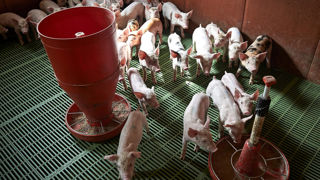 L'Union européenne a perdu l'équivalent de la moitié de la production porcine française entre janvier et juillet 2023, par rapport à 2022. L'Union européenne a perdu l'équivalent de la moitié de la production porcine française entre janvier et juillet 2023, par rapport à 2022.