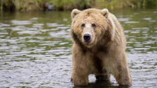 La probabilité qu'un humain rencontre un ours va augmenter et les problèmes de sécurité aussi. La probabilité qu'un humain rencontre un ours va augmenter et les problèmes de sécurité aussi.